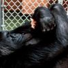 Farewell Koko: Gorilla who proved animals can talk to us, no more