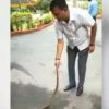 Watch: Gujarat Cong leader Paresh Dhanani subdues venomous viper