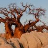 Africa's iconic baobab trees dying off at alarming rate