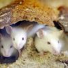 Study finds mice vying for females have 'thicker' penises