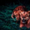 6 top wildlife safaris in India