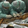 Scientists uncover last meal of ancient 'iceman'