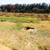 7 lakes on Bengaluru outskirts to be rejuvenated