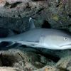 Bizarre: Shark disguised as baby gets stolen from aquarium in pushchair