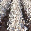 Monsanto drops plan to launch next generation GM cotton seed in India