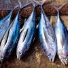 Eating oily fish reduces risk of premature birth for pregnant women, says study