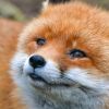 Do you want a new pet? 'Domestication' genes found in foxes