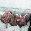 Hyderabad: Drunk man beheads 5 puppies for barking at him