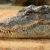 Chinese woman finds dead crocodile in package supposed to contain supplements