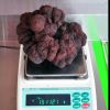 Giant truffle found in Oz could set new record