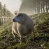 Mystery ‘vampire like creature’ kills entire flock of sheep, drains bodies of blood