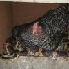 Hen sits on thieving snake, leaves both owner, serpent baffled