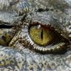 Police hunt men who dumped crocodiles in Australian school