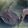 Man left in pain after being jabbed on his penis by a stingray on the beach
