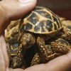 Wildlife group reports rise in number of people trading exotic pets on Facebook