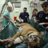 Laziz the tiger and friends leave 'world's worst' zoo for a better life