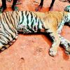 Wildlife activists to move court on tigress shooting