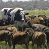 Holy Cow: Australia’s giant steer has internet in splits
