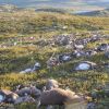 Lightning strike kills more than 300 wild reindeer in Norway