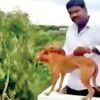 Dog thrown from terrace: Two medicos to pay Rs 2 lakh each to AWBI