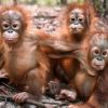 A jungle school is helping rescued orangutans return to the wild