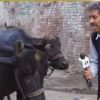 Watch: Pakistan journalist interviews buffalo, video goes viral
