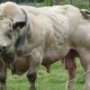 These "Super Cows" Are Nothing Like The Cows You've Seen Before