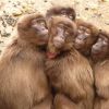 Delhi-based foundation announces award to save monkeys