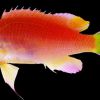 Video: This new fish discovered near Hawaii will be named after Barack Obama