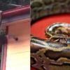 Video: Family shocked to find pythons fighting on their roof