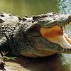 Madhya Pradesh: Man watches helplessly as crocs attack his kin