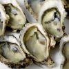 New York to grow oysters on recycled toilets