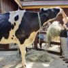 Video: Meet the world's tallest cow standing at 6 feet 4 inches
