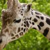 Giraffes are four species, not one: study