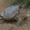 This 100-year-old tortoise is single handedly saving a species through his sexploits