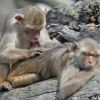 Himachal Pradesh increases incentive for killing monkeys