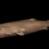 400-year-old Greenland shark is the oldest living animal with a backbone