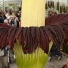 World's Largest Flower, That Smells Like Rotten Flesh, Is Blooming In Kerala After 9 Years
