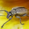 Invasive insects cause tens of billions in damage: study