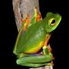 New colourful tree frog species discovered in Australia