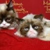 'Grumpy Cat' now has a wax replica at Madame Tussauds