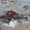 Video: Body of ‘dead mermaid’ found on beach in Britain