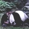 Video: Footage of man wrestling panda in zoo goes viral