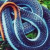 Deadly snake's venom can be used to make painkillers