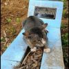 Loyal pet cat has been living near dead owner’s grave for a year