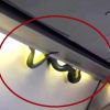 Video: Snake on a plane terrifies passengers in Mexico