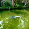 Locals spot dolphin in Kochi canal