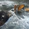 Two moose found frozen mid-fight near Alaskan village