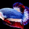 Tiny Thai fish with patriotic colours priced at Rs 1 lakh