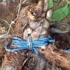 CMC medicos kill female monkey brutally with hands, neck tied in telephone wire